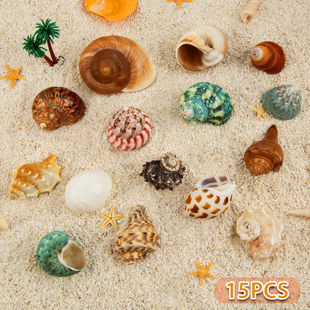 Set 15 cochilii naturale pentru crabi pustnici, dimensiuni 4 cm – 8 cm, ideale pentru acvarii marine, decoratiuni de plaja si proiecte creative, SKOOLOVE [6]