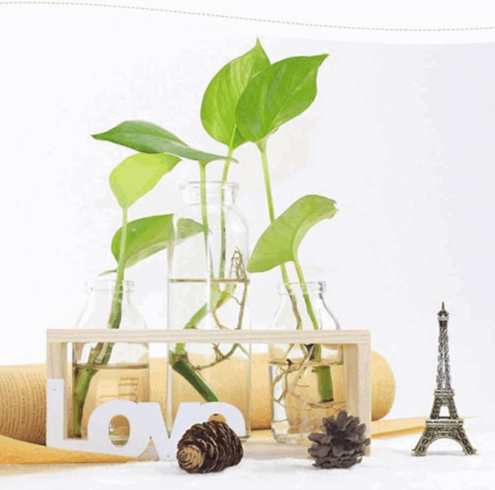 Set 3 Vaze din Sticla cu Suport din Lemn, Decorative pentru Hidroponice, Love, U5XV [3]