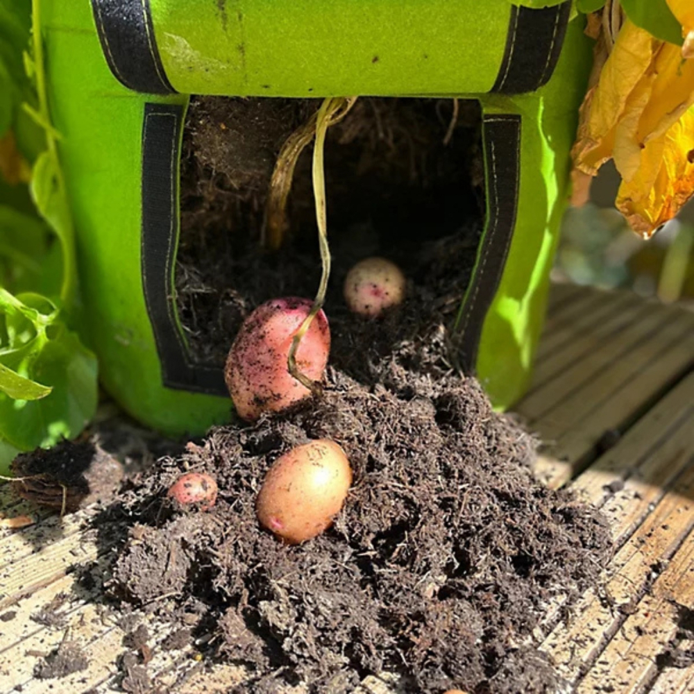 sac-plantat-cartofi-cu-gura-de-vizitare [8]