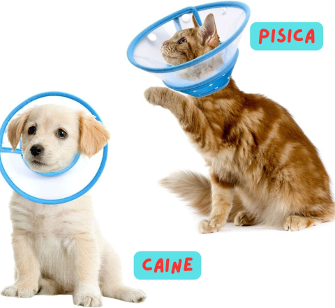 zgarda-conica-protectie-pisici-caini-yisight-marimea-s [3]