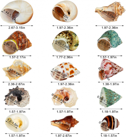 Set 15 cochilii naturale pentru crabi pustnici, dimensiuni 4 cm – 8 cm, ideale pentru acvarii marine, decoratiuni de plaja si proiecte creative, SKOOLOVE [4]