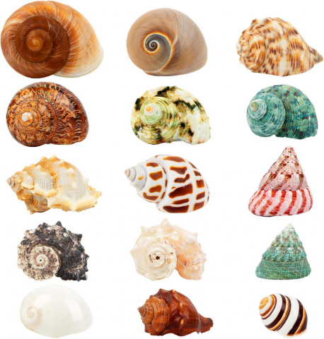 Pet shop - Set 15 cochilii naturale pentru crabi pustnici, dimensiuni 4 cm – 8 cm, ideale pentru acvarii marine, decoratiuni de plaja si proiecte creative, SKOOLOVE