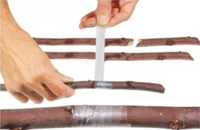 !! 2 X Cleste Profesional de Altoit cu 3 Cutite U V Omega + Furtun Extensibil 30 M + 3 x Banda Pentru Altoit Biodegradabila [5]