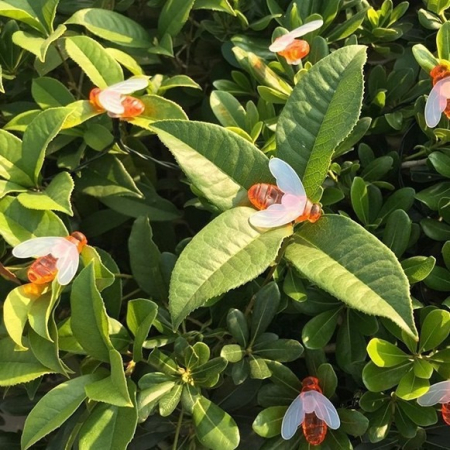 Instalatie Solara Decorativa Albine LED | 50 Lumini Calde pentru Gradina [4]