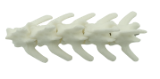 Oase Plastic - Coloana Plastic
