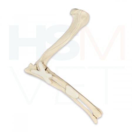 Oase Plastic - Cot Caine cu Ligamente Os Plastic