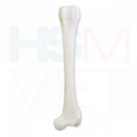 Oase Plastic - Femur Caine Os Plastic