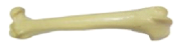 Oase Plastic - Femur Mare Plastic