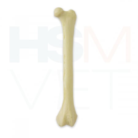 Oase Plastic - Femur Pisica Os Plastic