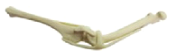 Oase Plastic - Genunchi Plastic cu Ligamente