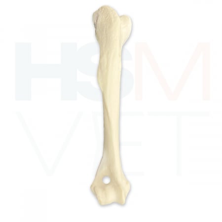 Oase Plastic - Humerus Caine Os Plastic