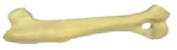 Oase Plastic - Humerus Plastic