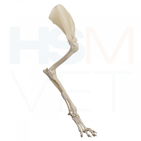 Oase Plastic - Membru Anterior Caine Mare Complet cu Ligamente — Os Plastic