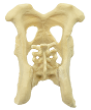 Oase Plastic - Pelvis Plastic