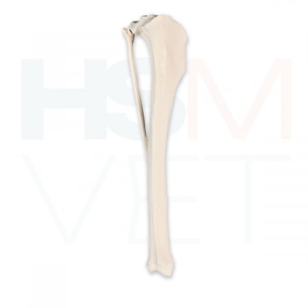 Oase Plastic - Tibie Caine cu Fibula Os Plastic