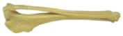 Oase Plastic - Tibie cu Fibula Plastic