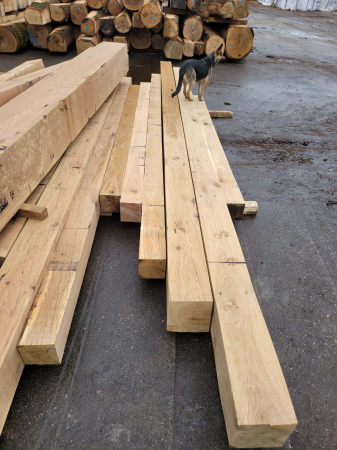 Grinzi de stejar [4]