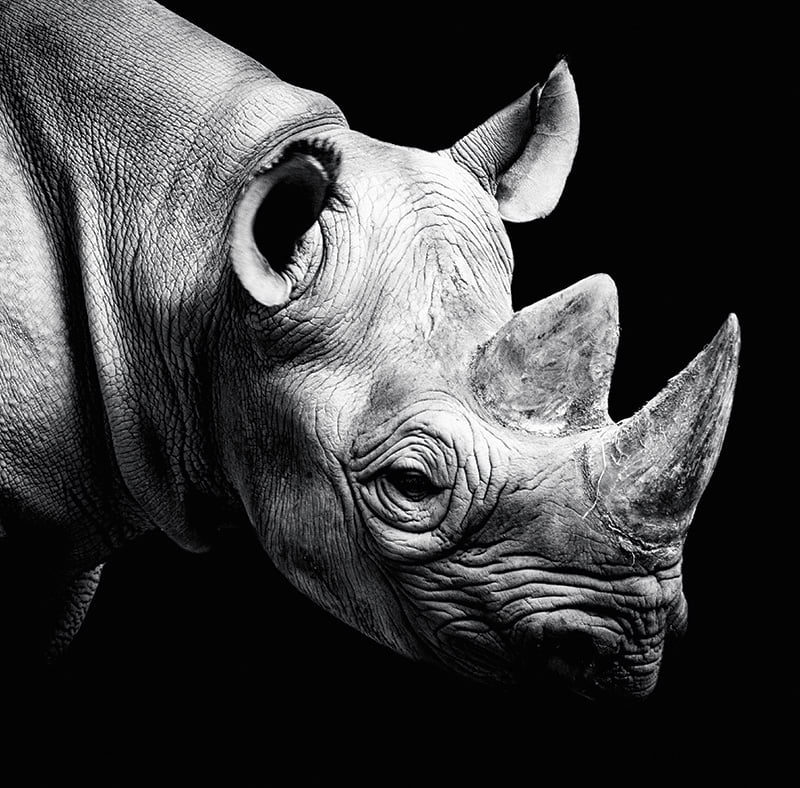 Calendar de birou ,,Animale" [4]