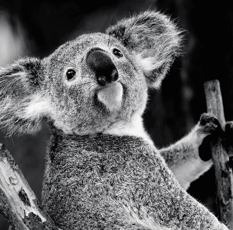 Calendar de birou ,,Animale" [5]