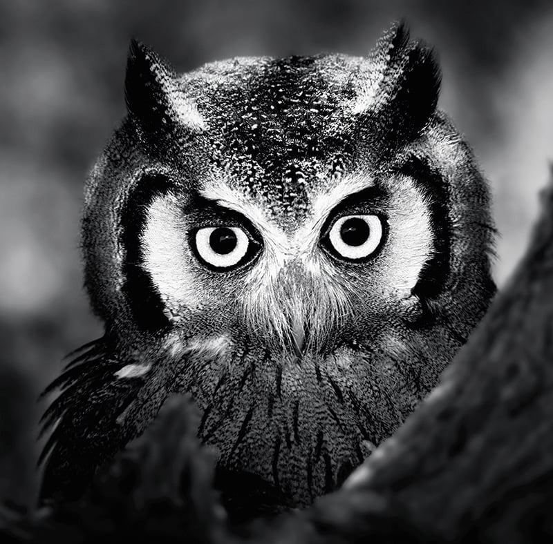 Calendar de birou ,,Animale" [10]