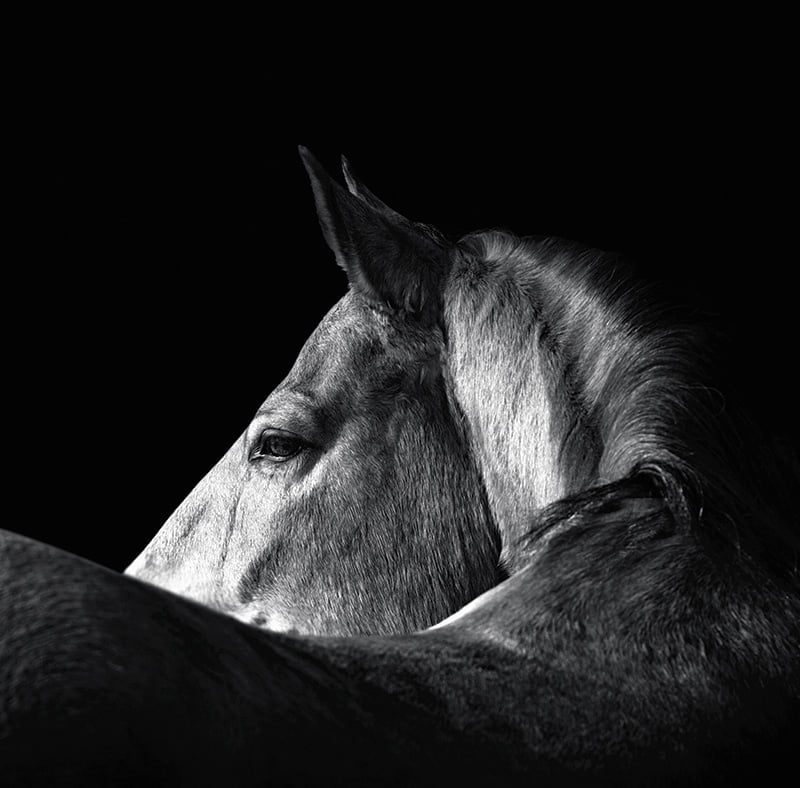 Calendar de birou ,,Animale" [12]