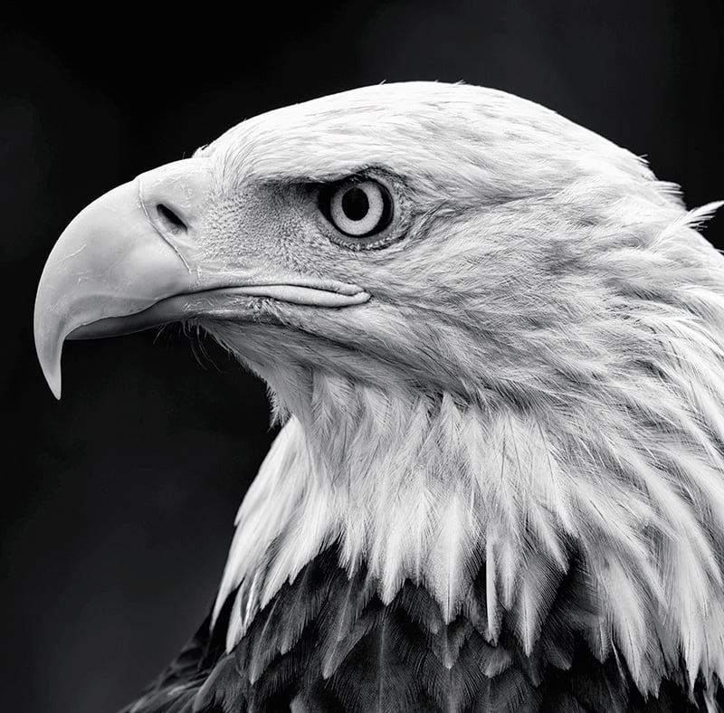 Calendar de birou ,,Animale" [13]