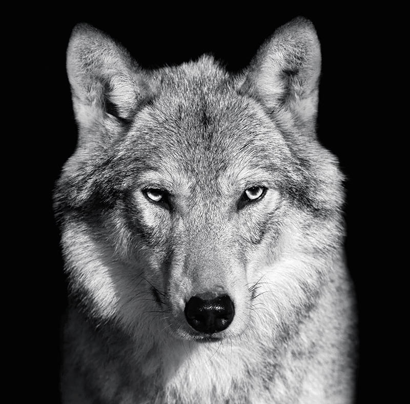 Calendar de birou ,,Animale" [6]