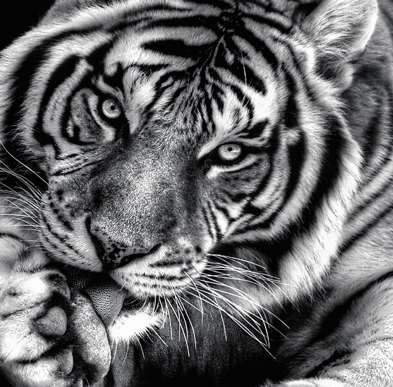 Calendar de birou ,,Animale" [15]