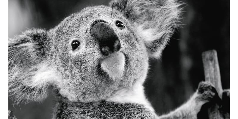 Calendar de birou ,,Animale" [3]