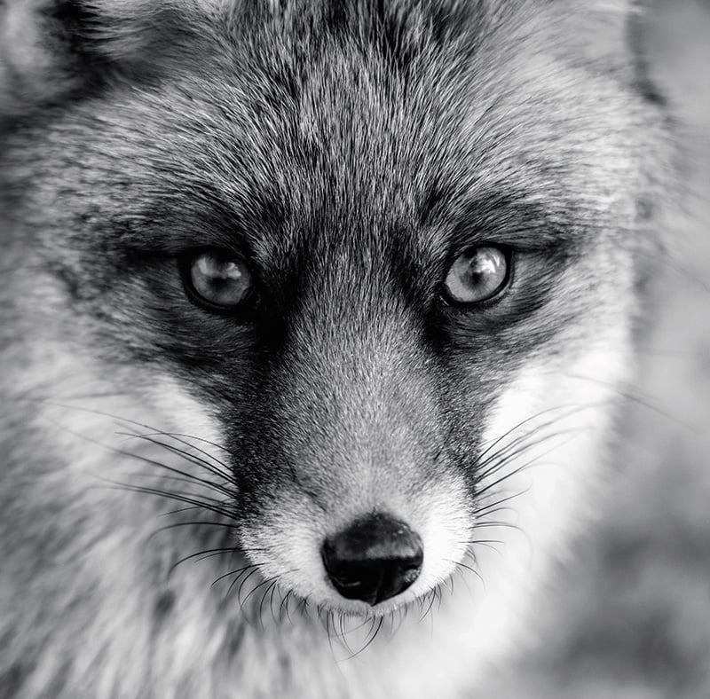 Calendar de birou ,,Animale" [11]