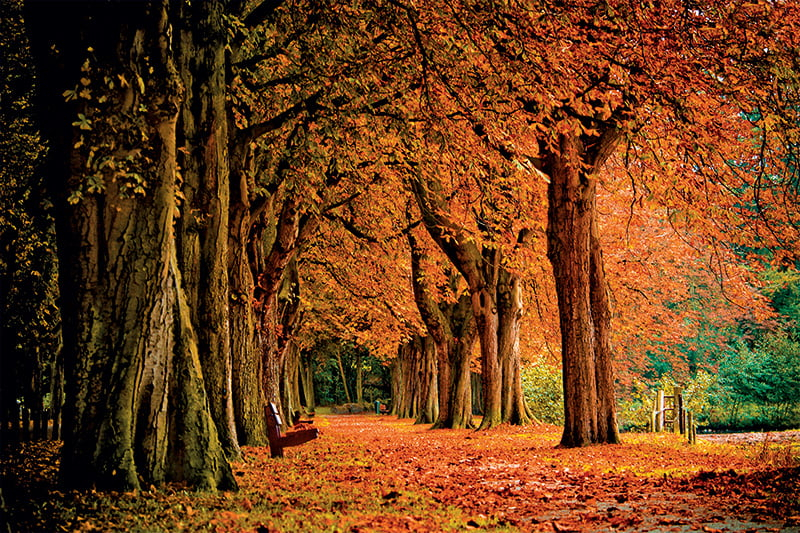Calendar de birou ,,Alei" [12]