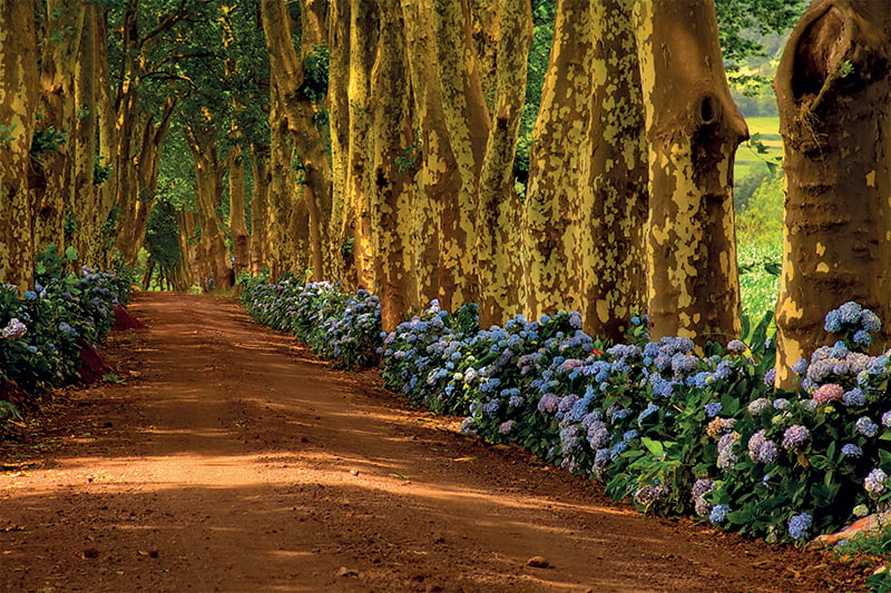 Calendar de birou ,,Alei" [14]