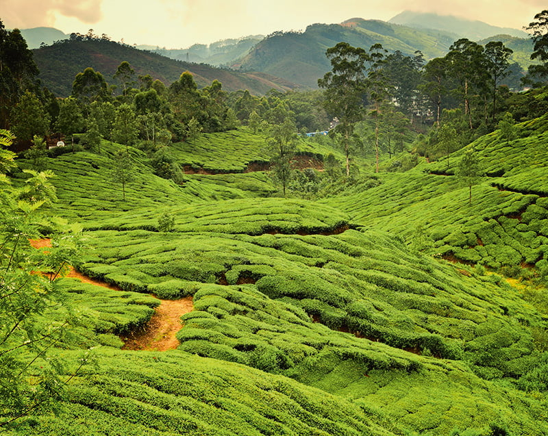 Calendar de perete ,,Green" [4]