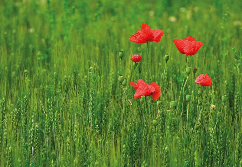 Calendar de perete ,,Green" [11]