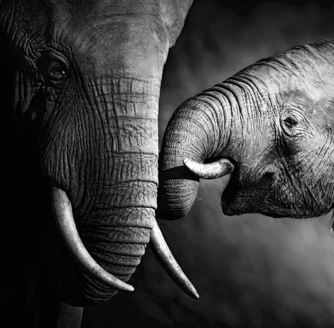 Calendar de birou ,,Animale" [8]