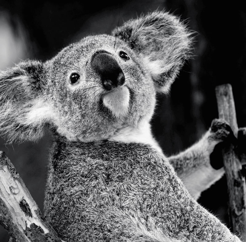 Calendar de birou ,,Animale" [4]