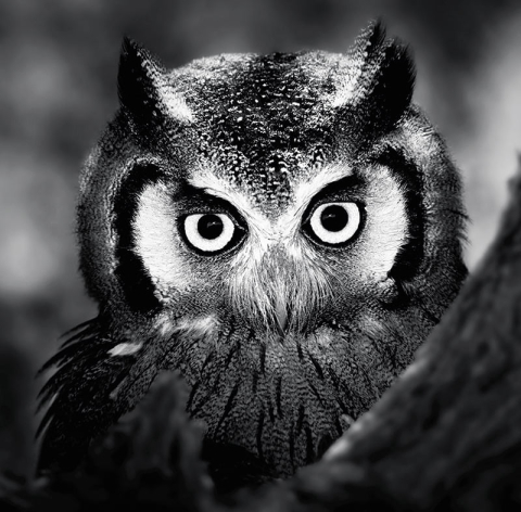 Calendar de birou ,,Animale" [9]