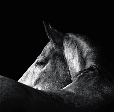 Calendar de birou ,,Animale" [11]