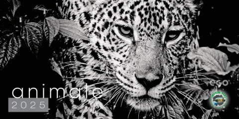 PRODUCTIE PUBLICITARA/AGENDE & CALENDARE/PERSONALIZARI - Calendar de birou ,,Animale"