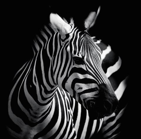 Calendar de birou ,,Animale" [6]