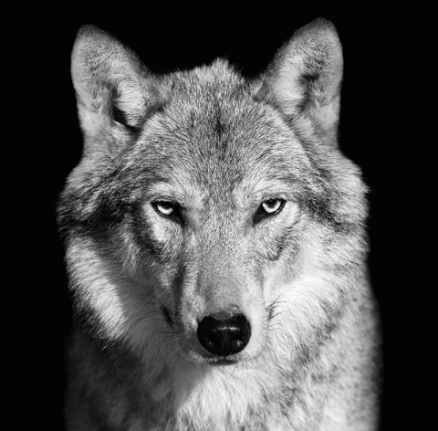 Calendar de birou ,,Animale" [5]