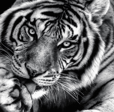 Calendar de birou ,,Animale" [14]