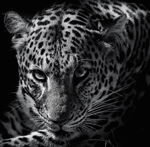 Calendar de birou ,,Animale" [7]
