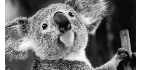 Calendar de birou ,,Animale" [2]