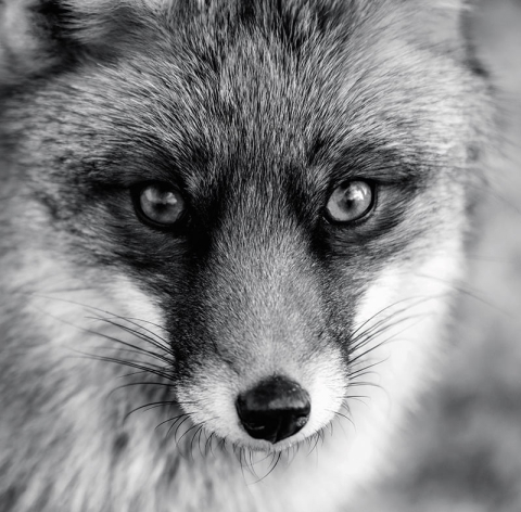 Calendar de birou ,,Animale" [10]