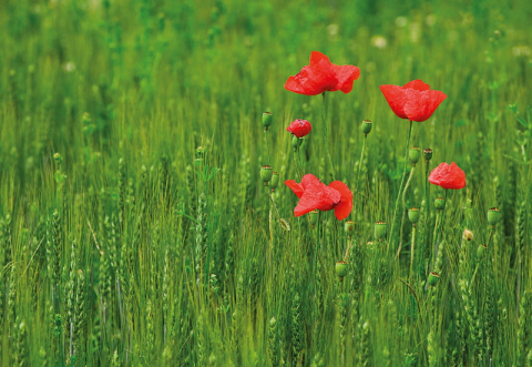 Calendar de birou ,,Gradini" [11]