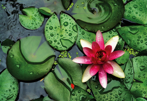 Calendar de perete ,,Green" [11]
