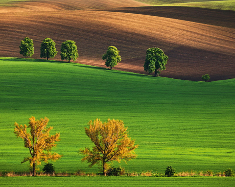Calendar de perete ,,Green" [13]