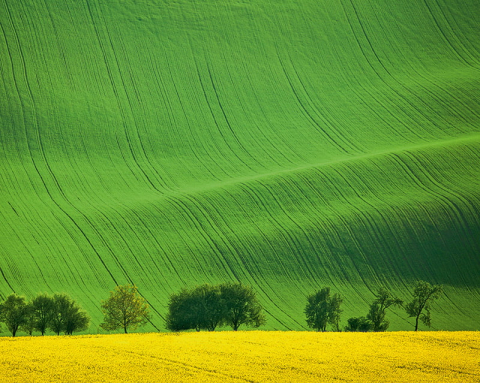 Calendar de perete ,,Green" [7]