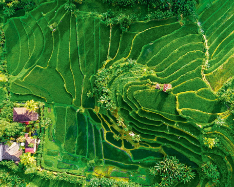 Calendar de perete ,,Green" [5]